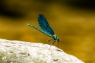 Blauflügel-Prachtlibelle (Calopteryx virgo) auf Stein