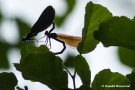 Paarung der Blauflügel-Prachtlibellen (Calopteryx virgo)