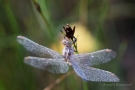 Libelle im Morgentau