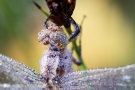 Libelle im Morgentau