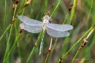 Libelle im Morgentau