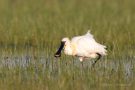 Löffler (Platalea leucorodia) mit Beute in Dänemark