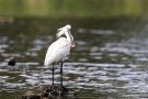 Löffler (Platalea leucorodia)