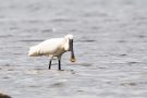 Löffler (Platalea leucorodia)