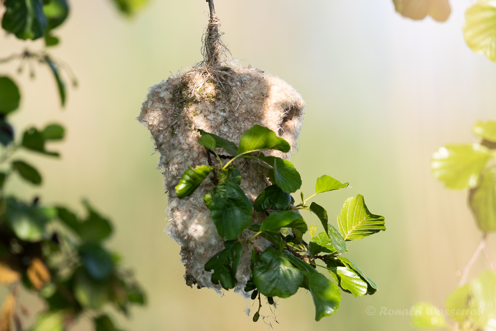 Beutelmeisen-Nest