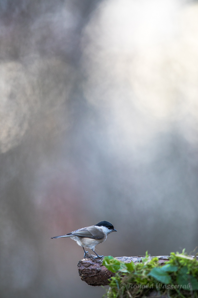 Sumpfmeise (Poecile palustris)