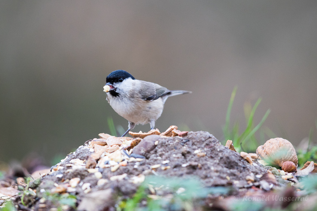 Sumpfmeise (Poecile palustris)