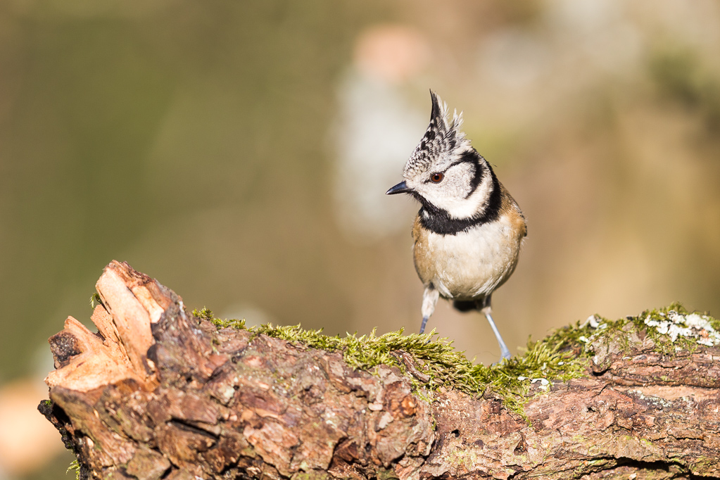 Haubenmeise (Lophophanes cristatus, Syn.: Parus cristatus)