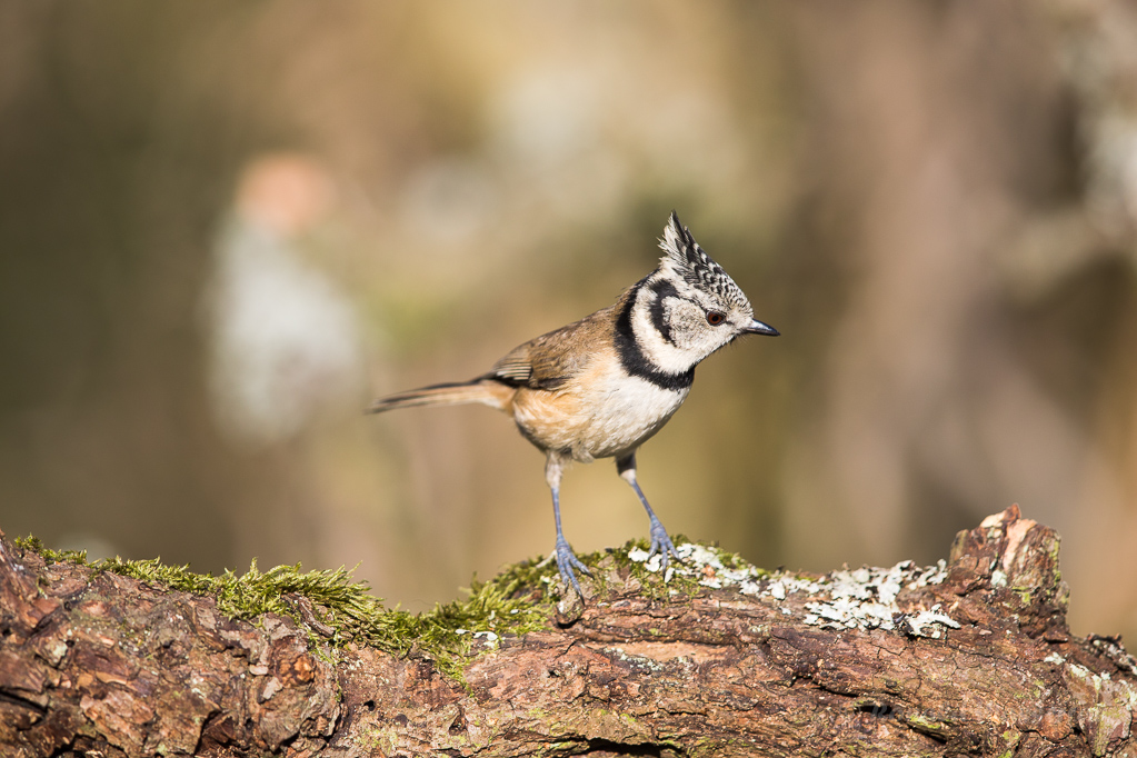 Haubenmeise (Lophophanes cristatus, Syn.: Parus cristatus)