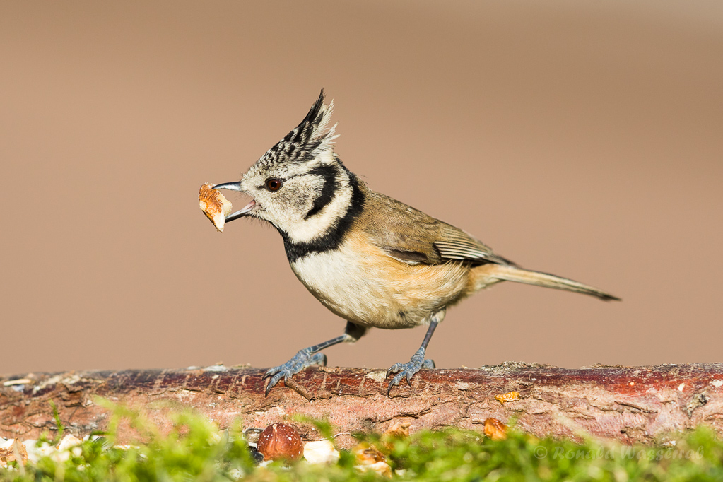 Haubenmeise (Lophophanes cristatus, Syn.: Parus cristatus) mit Walnuss
