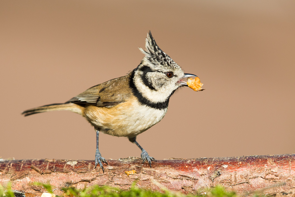 Haubenmeise (Lophophanes cristatus, Syn.: Parus cristatus) mit Walnuss