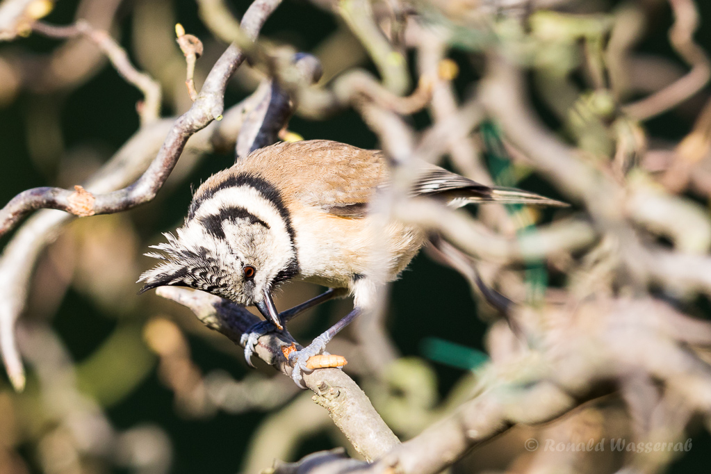 Haubenmeise (Lophophanes cristatus, Syn.: Parus cristatus)