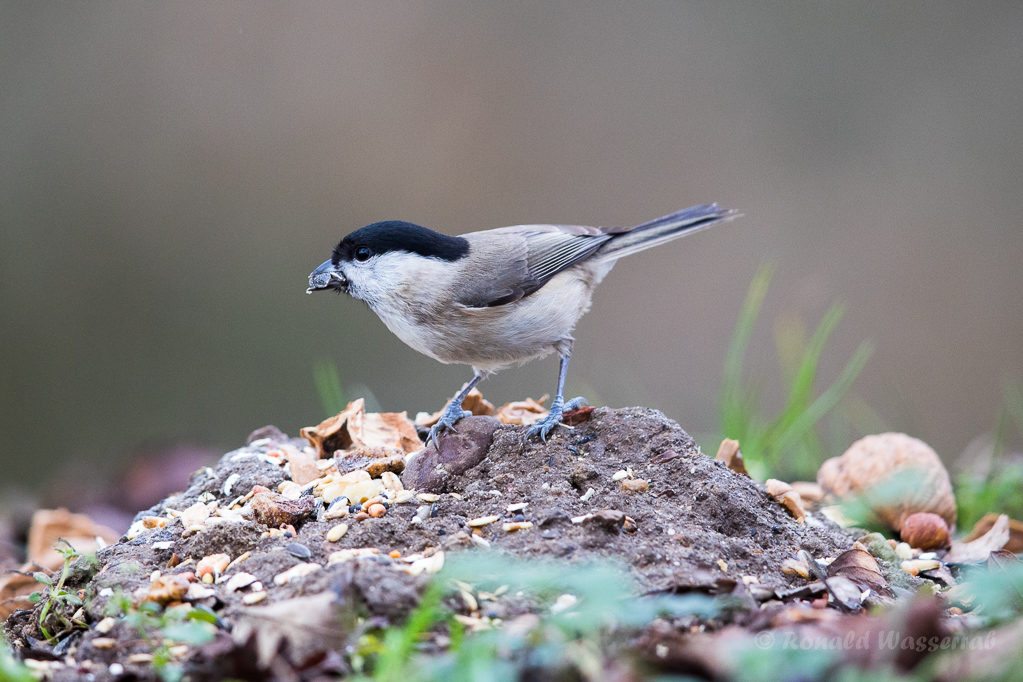 Sumpfmeise (Poecile palustris)