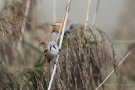 Bartmeisen (Panurus biarmicus) am Federsee