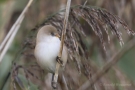 Bartmeisen-Weibchen (Panurus biarmicus) am Federsee