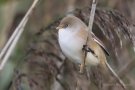 Bartmeisen-Weibchen (Panurus biarmicus) am Federsee