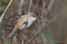 Bartmeisen-Weibchen (Panurus biarmicus) am Federsee