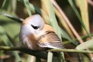 Bartmeise (Panurus biarmicus) bei der Gefiederpflege