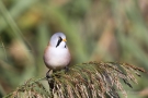 Bartmeisen-Männchen (Panurus biarmicus) am Federsee