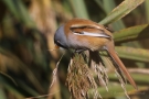 Bartmeisen-Männchen (Panurus biarmicus) am Federsee