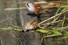 Bartmeisen-Männchen (Panurus biarmicus) auf Holzsteg