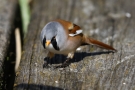 Bartmeisen-Männchen (Panurus biarmicus) auf Holzsteg