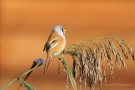 Bartmeisen-Männchen (Panurus biarmicus) am Federsee