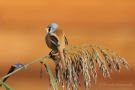 Bartmeisen-Männchen (Panurus biarmicus) am Federsee