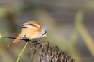 Bartmeisen-Männchen (Panurus biarmicus) am Federsee