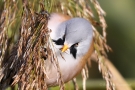 Bartmeisen-Männchen (Panurus biarmicus) am Federsee