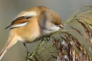 Bartmeisen-Weibchen (Panurus biarmicus) am Federsee