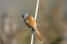 Bartmeisen-Männchen (Panurus biarmicus) am Federsee