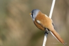 Bartmeisen-Männchen (Panurus biarmicus) am Federsee