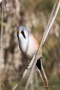 Bartmeisen-Männchen (Panurus biarmicus) am Federsee