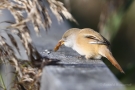 Bartmeisen-Weibchen (Panurus biarmicus) mit Insekt