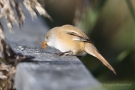 Bartmeisen-Weibchen (Panurus biarmicus) mit Insekt