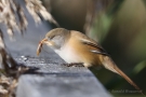 Bartmeisen-Weibchen (Panurus biarmicus) mit Insekt