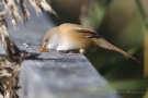 Bartmeisen-Weibchen (Panurus biarmicus) mit Insekt