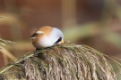 Bartmeisen-Männchen (Panurus biarmicus) am Federsee