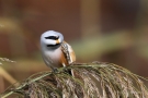 Bartmeisen-Männchen (Panurus biarmicus) am Federsee