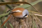 Bartmeisen-Männchen (Panurus biarmicus) am Federsee