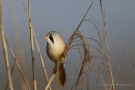 Bartmeisen-Männchen (Panurus biarmicus) am Federsee