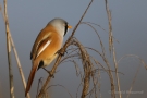 Bartmeisen-Männchen (Panurus biarmicus) am Federsee