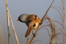 Bartmeisen-Männchen (Panurus biarmicus) am Federsee