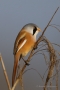 Bartmeisen-Männchen (Panurus biarmicus) am Federsee