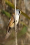 Bartmeisen-Männchen (Panurus biarmicus) am Federsee