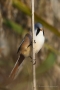 Bartmeisen-Männchen (Panurus biarmicus) am Federsee