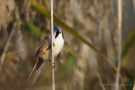 Bartmeisen-Männchen (Panurus biarmicus) am Federsee