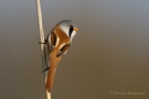 Bartmeisen-Männchen (Panurus biarmicus) am Federsee