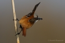 Bartmeisen-Männchen (Panurus biarmicus) am Federsee